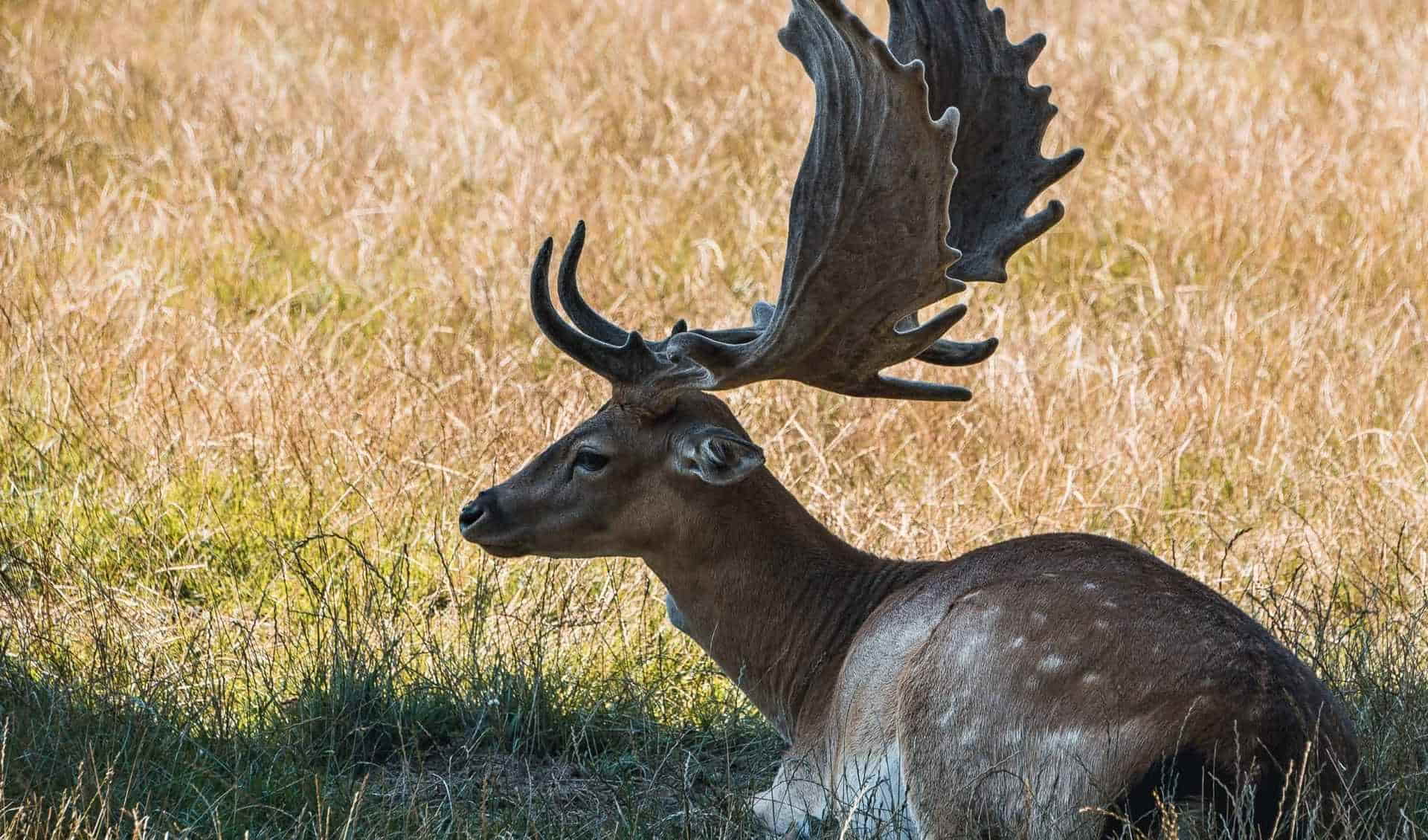 Tierpark Rosegg