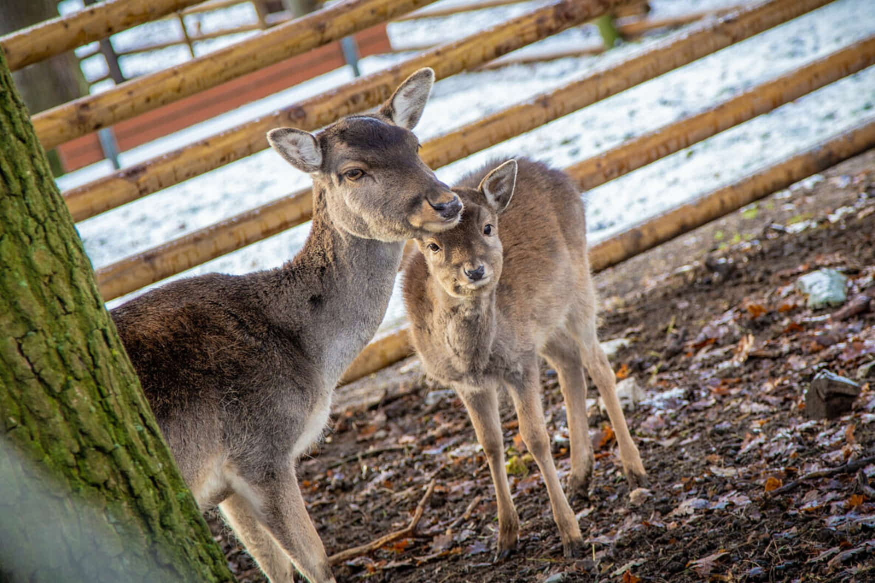 Tierpark Sommerhausen фото 1