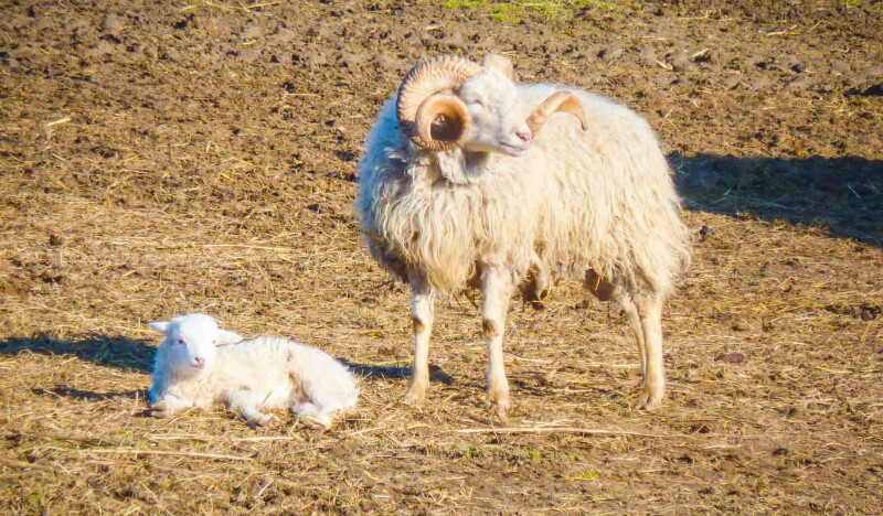 Tierpark Sommerhausen