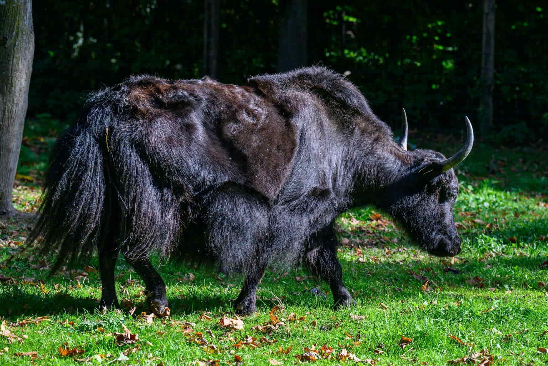 Tierpark Stadt Haag photo 1