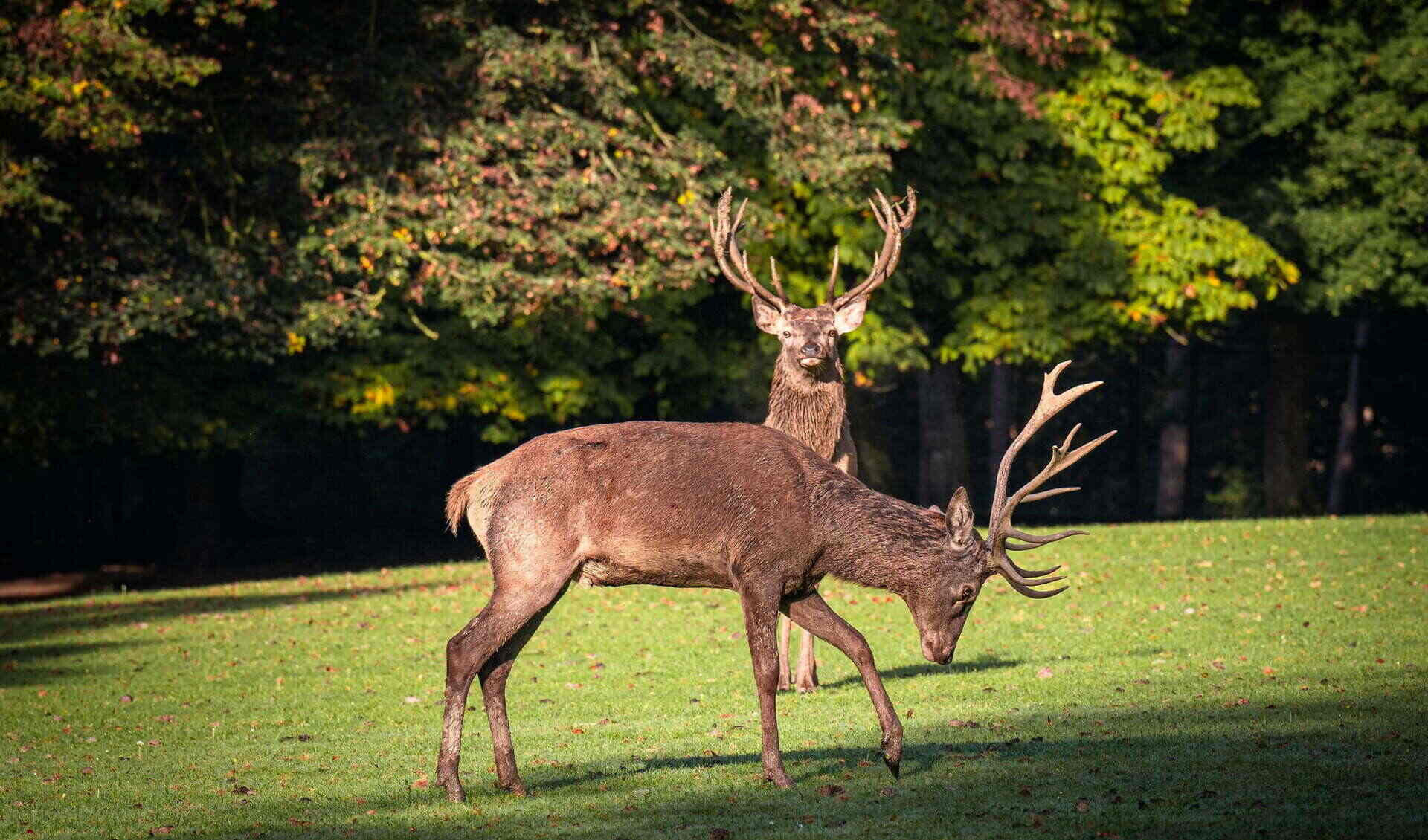 Tierpark Stadt Haag
