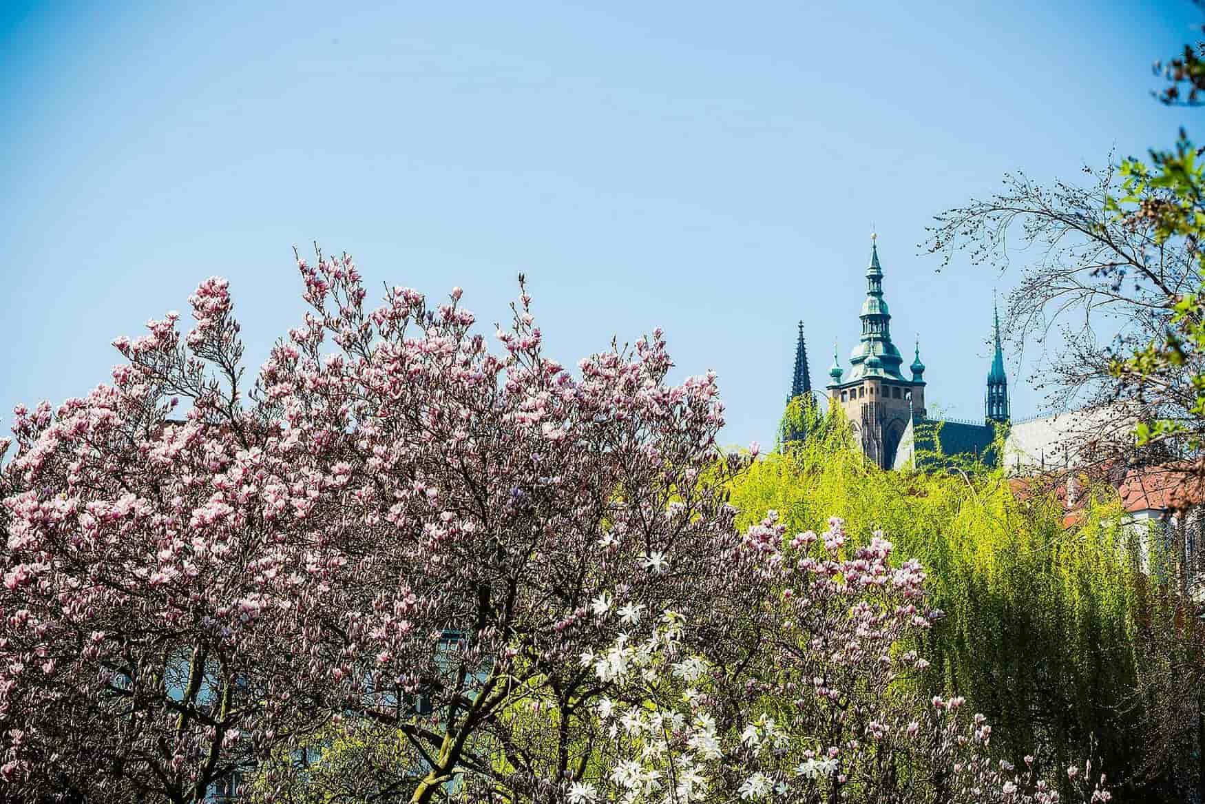 Vojan Gardens photo 1