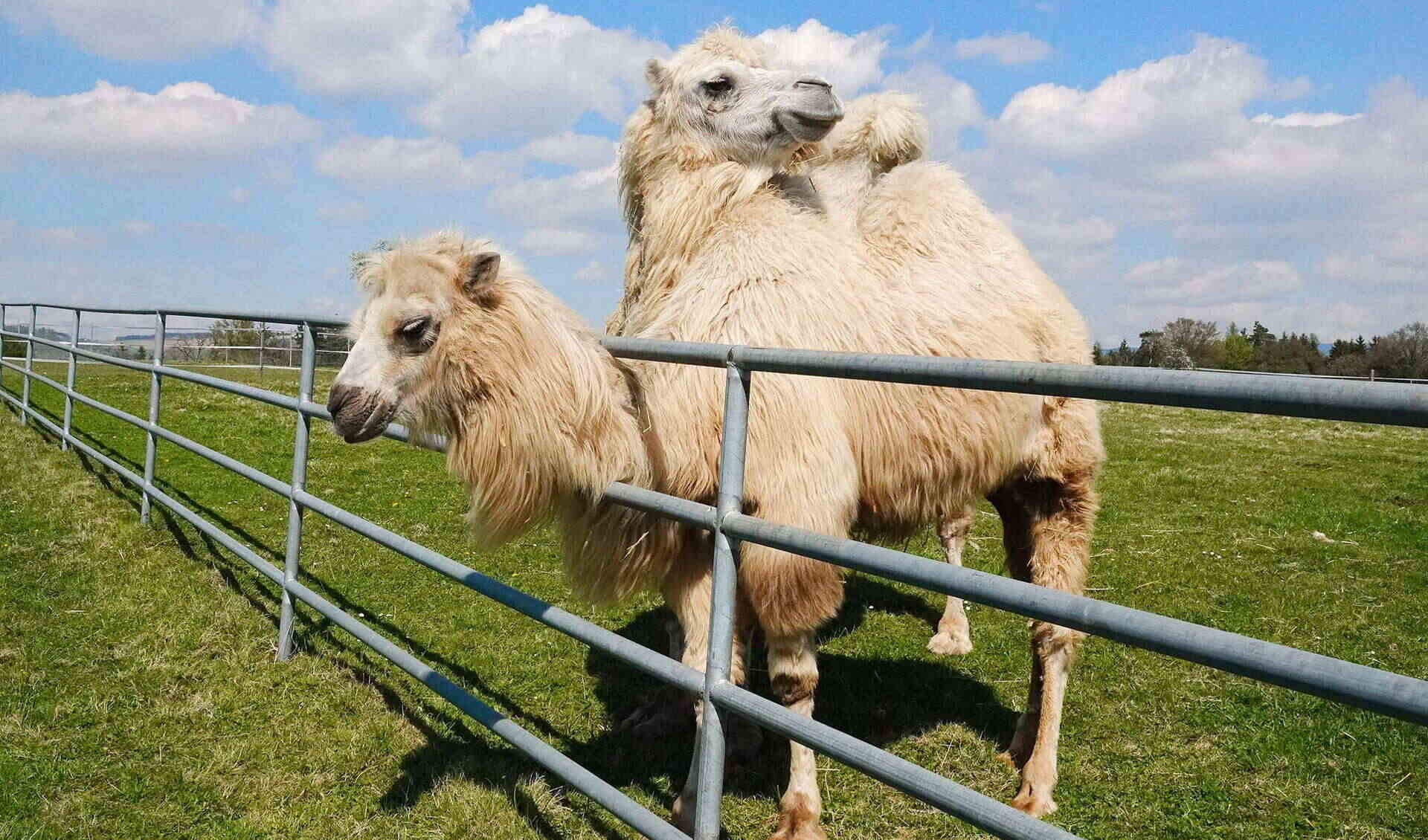 Walding Zoo