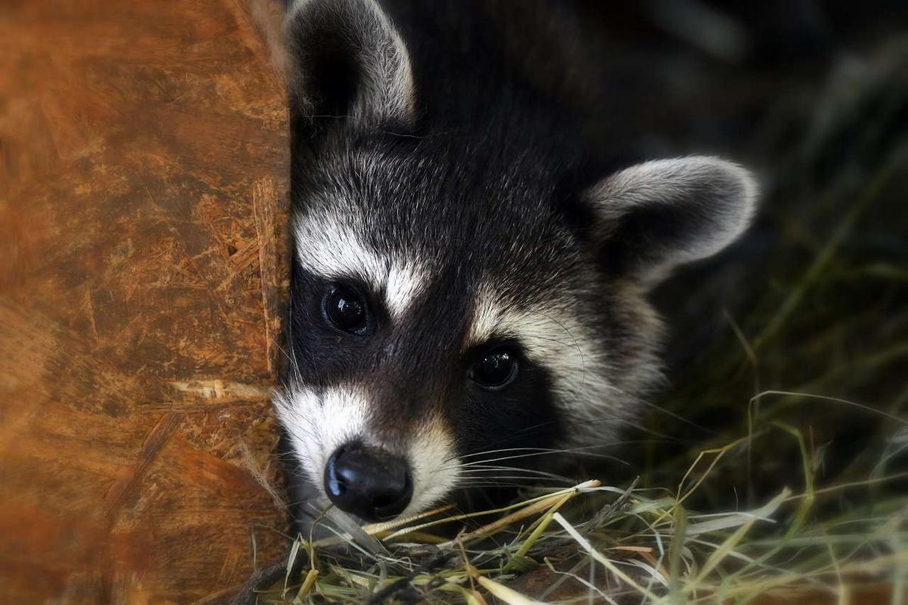 Wildpark Hochreiter photo 1