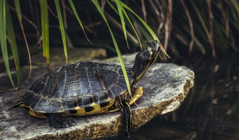 The Walter L. Stasavich Science & Nature Center