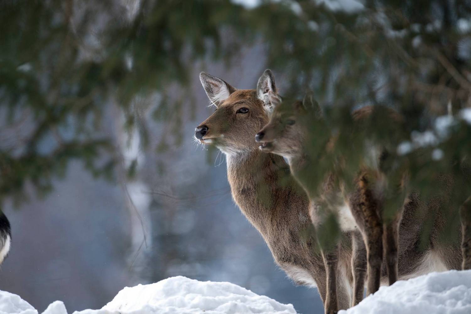 Wildlife Park Aurach фото 1