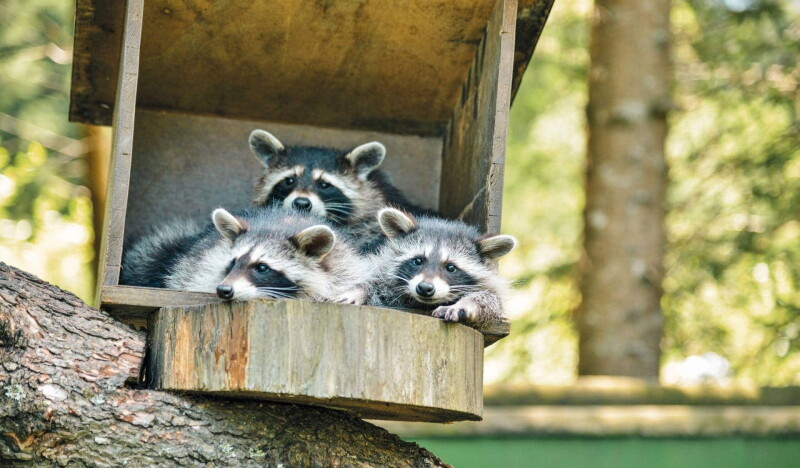 Wild & Adventure Park Ferleiten