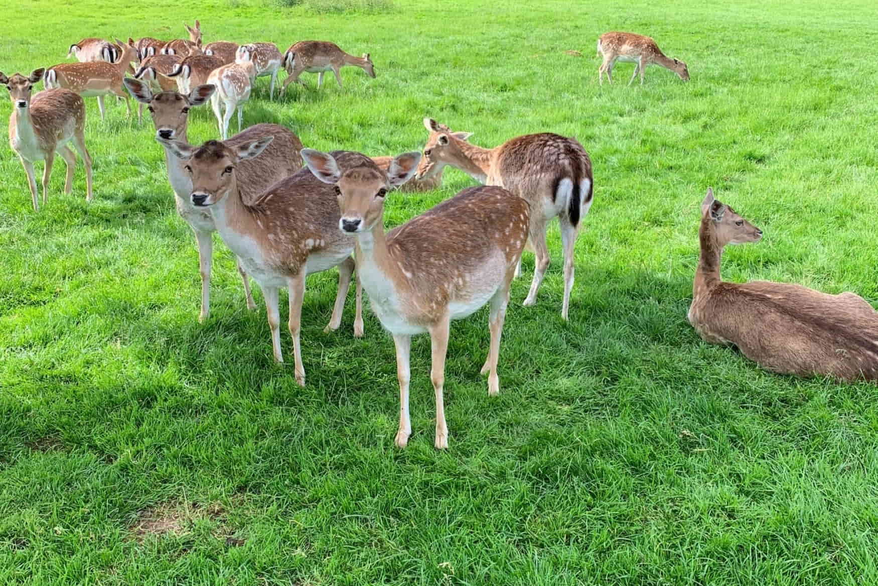 Wildfreizeitpark photo 1