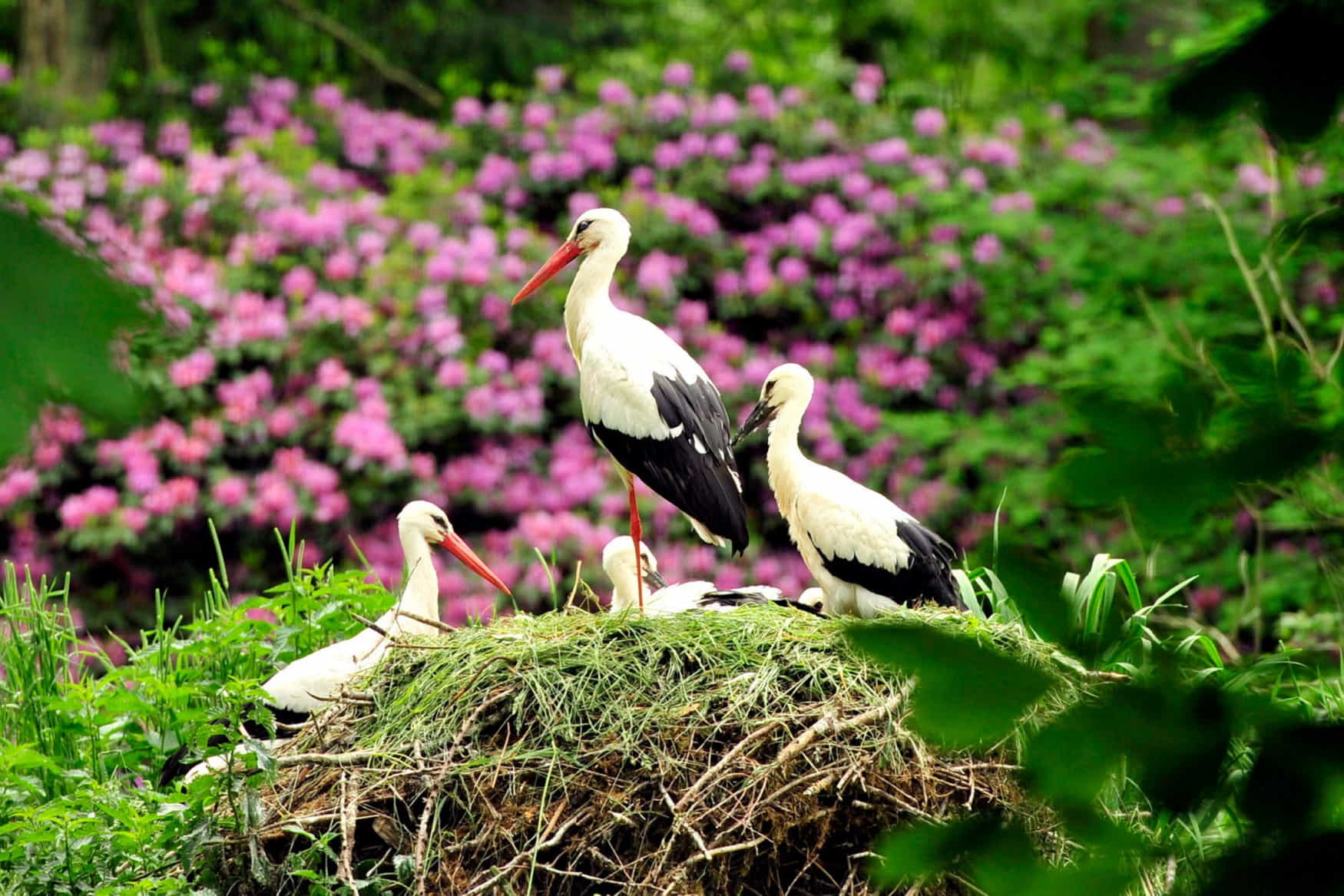 Wildpark Schwarze Berge фото 1