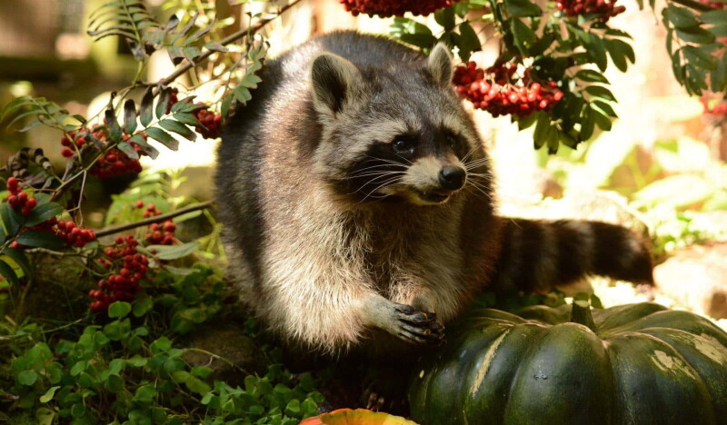 Wildlife Park Eekholt