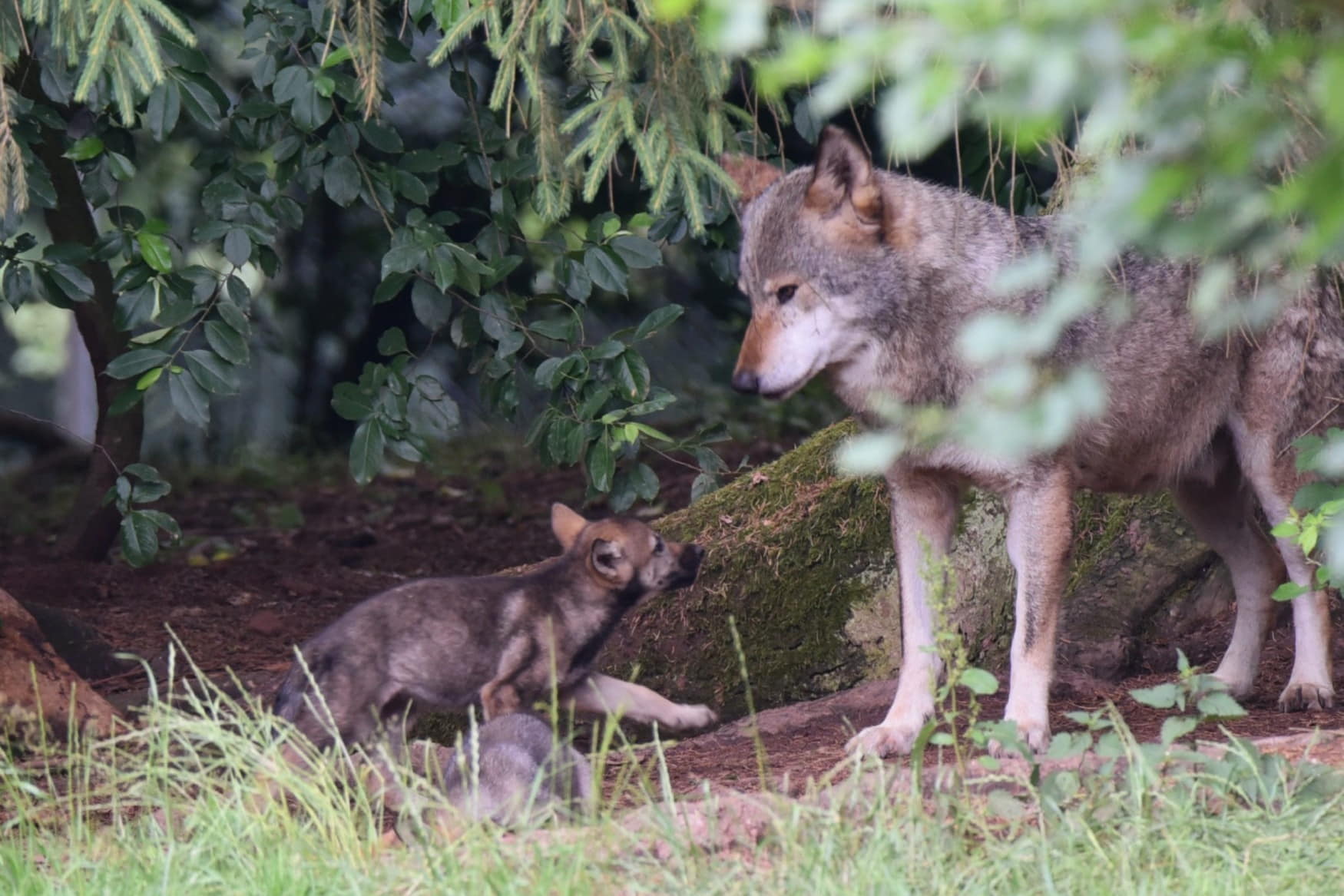 Wildpark Pforzheim фото 1