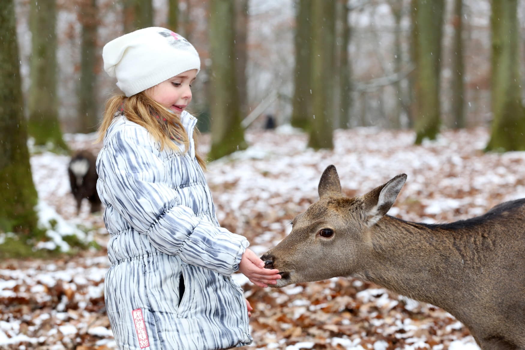 Wildlife Park Tripsdrill photo 1