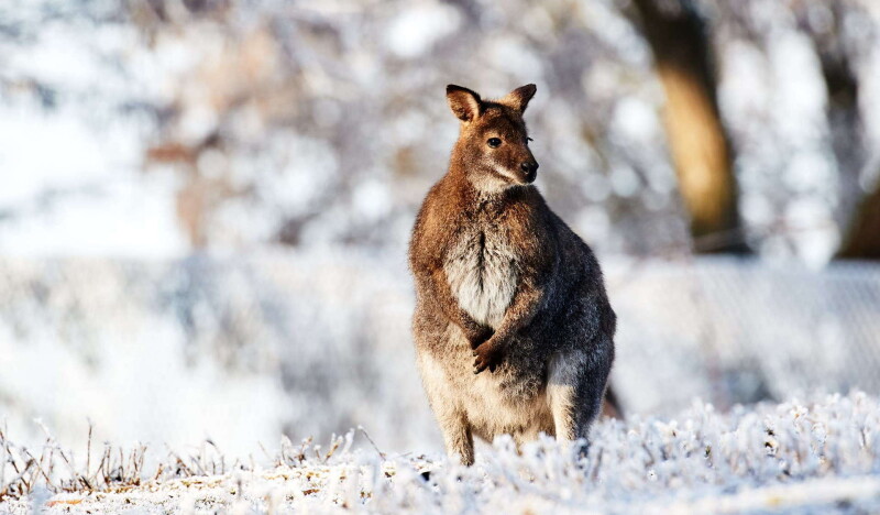 Wildpark Altenfelden