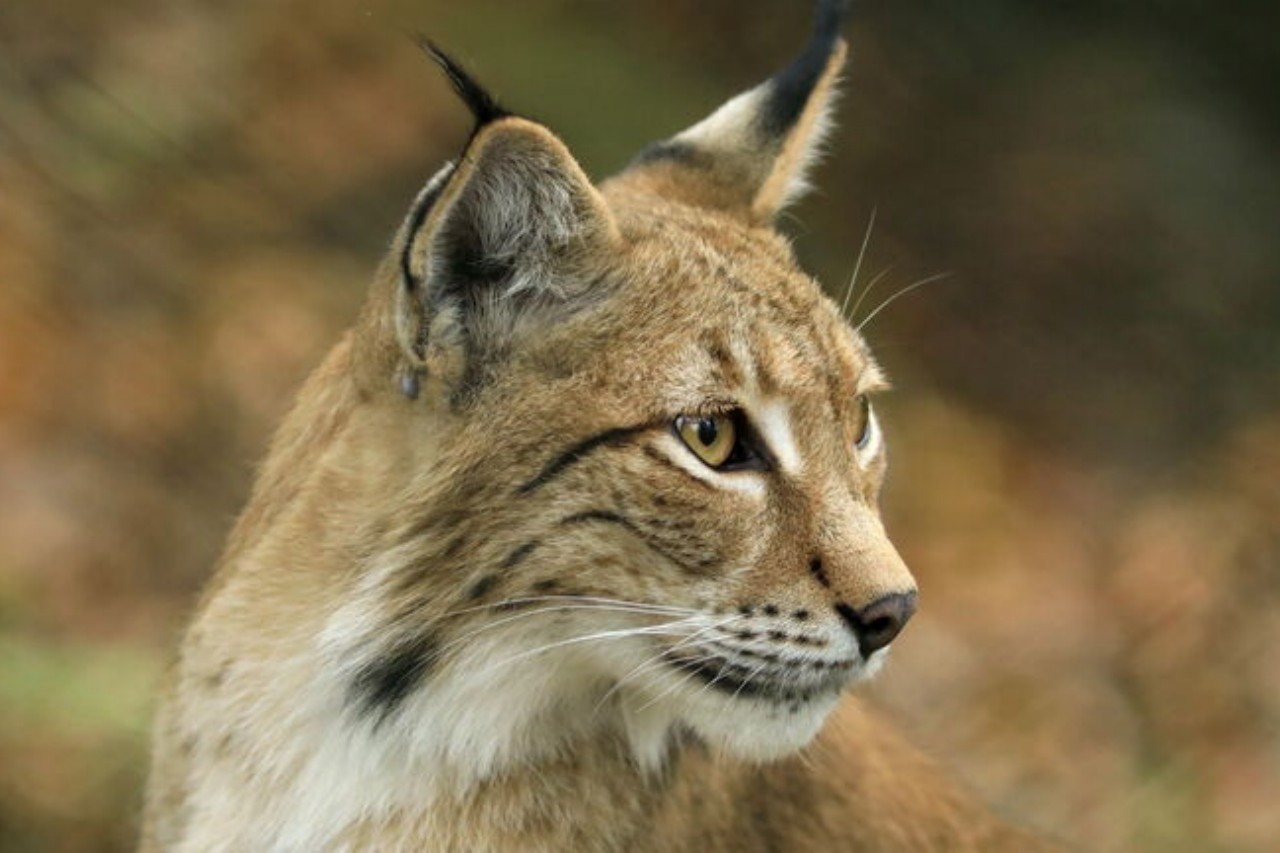 Wildpark Knull фото 1