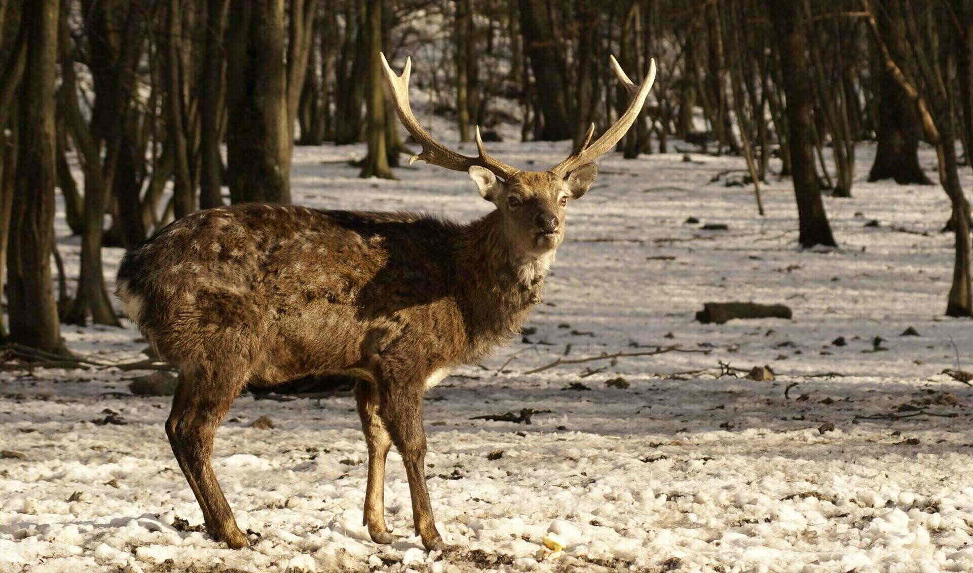 Wildpark Ernstbrunn