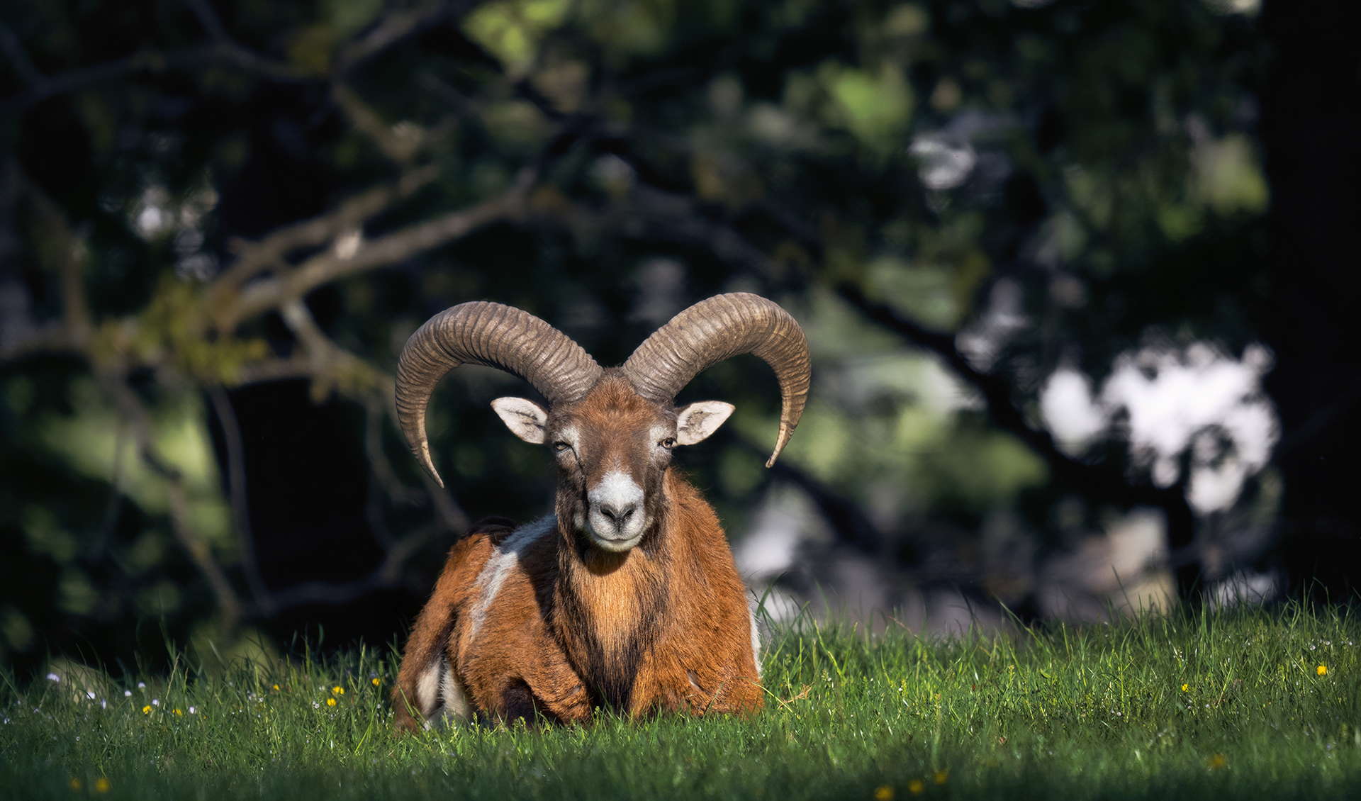Wildpark Feldkirch