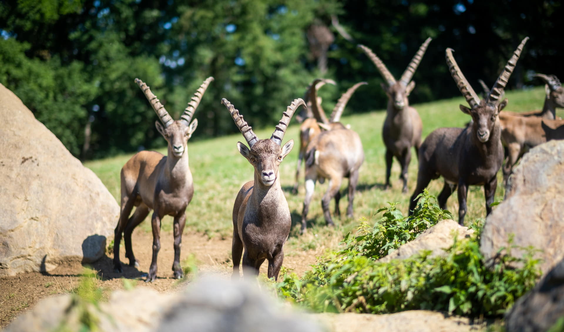 Wildpark Hochriess