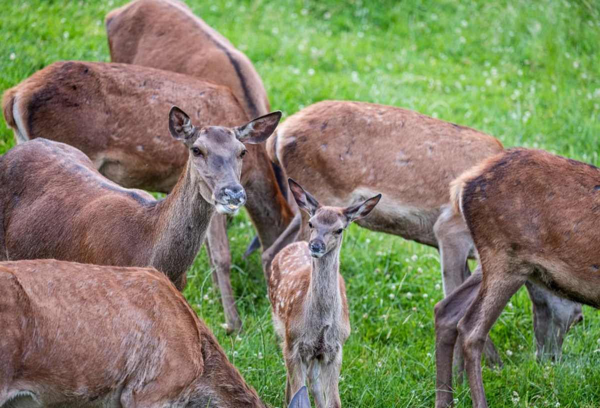 Wildpark Kleefeld photo 1