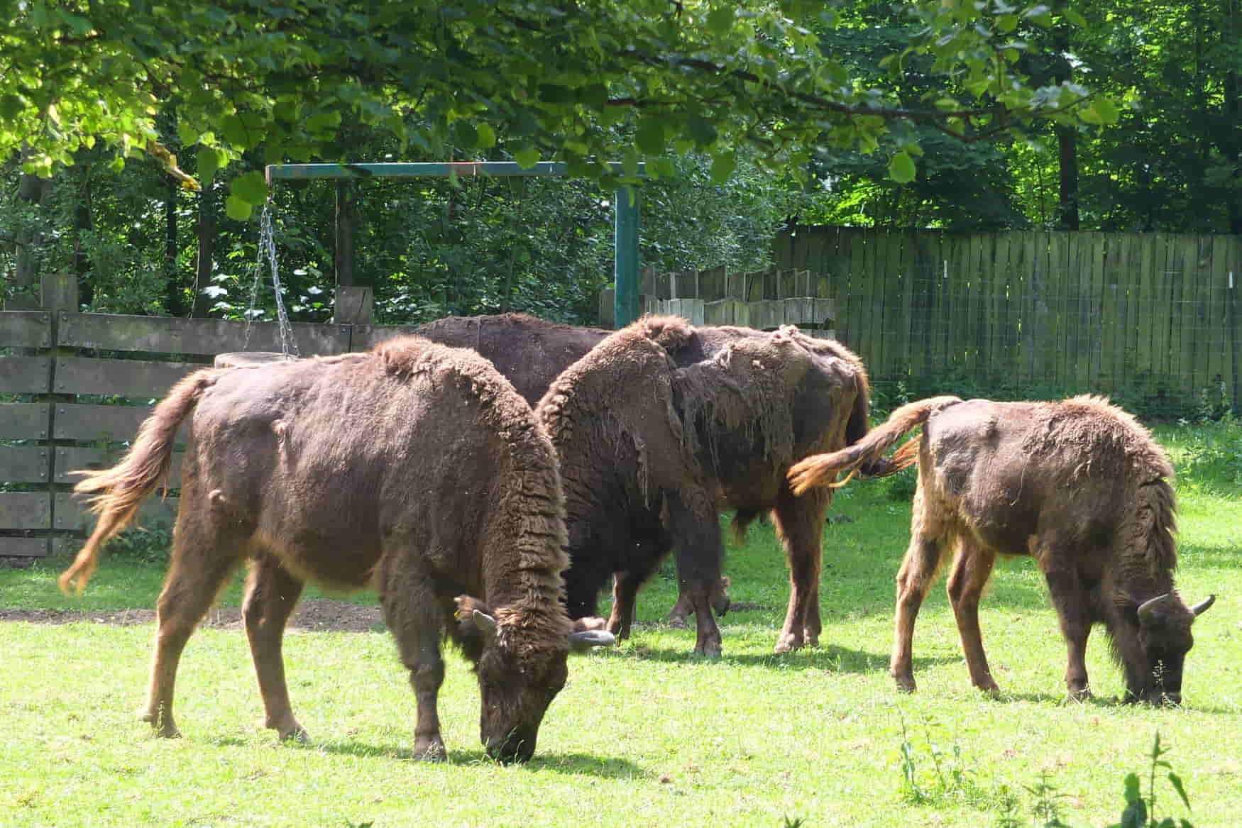 Machern Castle Park and Garden фото 1