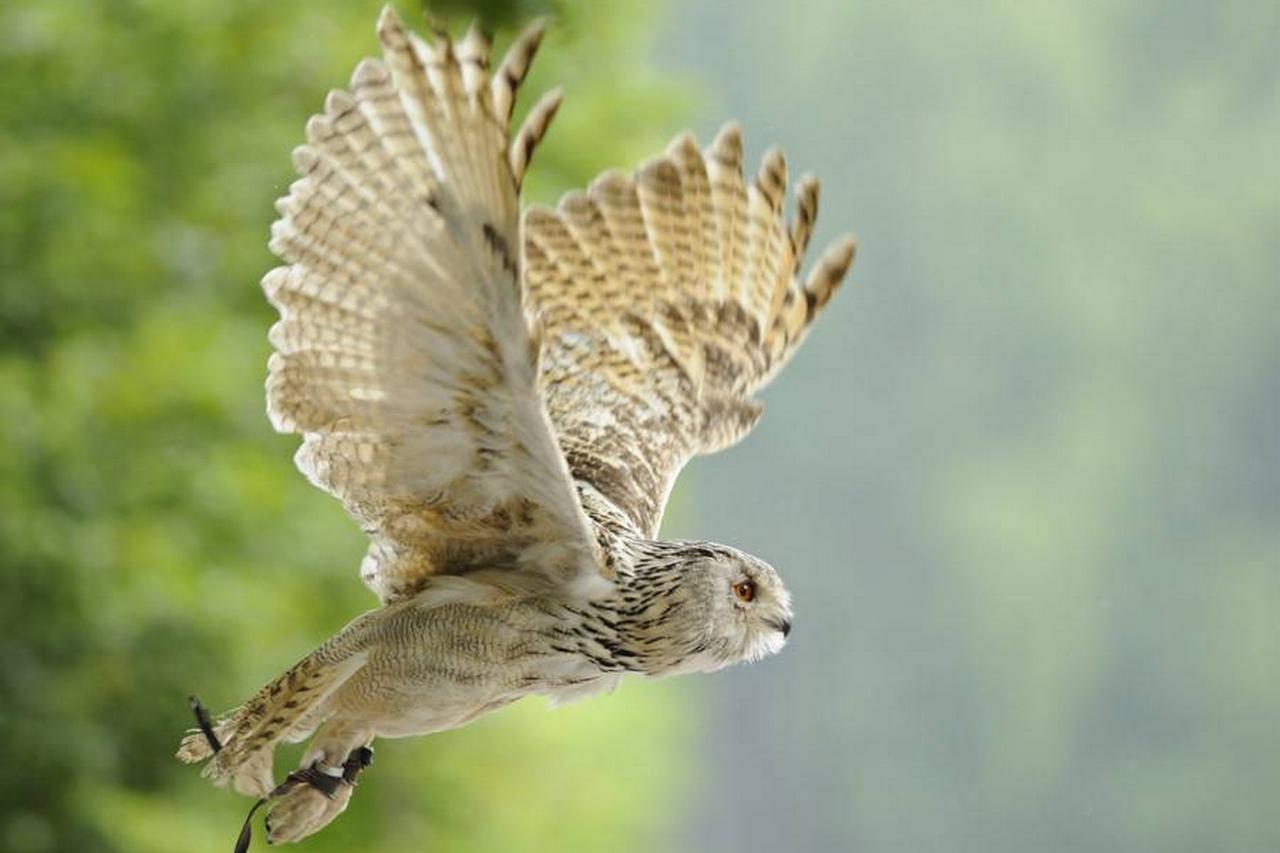 Wildpark Poing photo 1