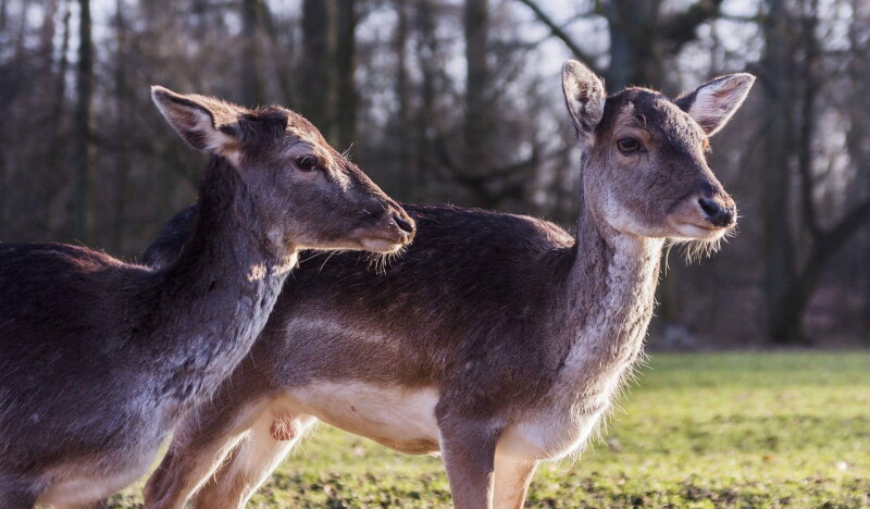 Wildpark Schwentinental