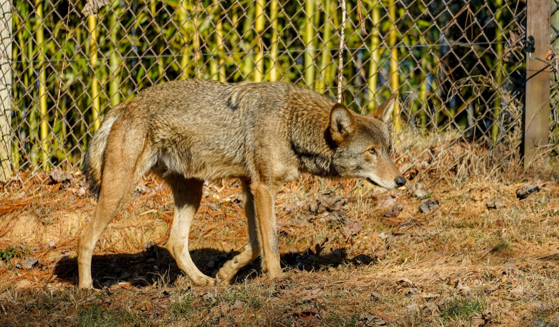 WNC Nature Center and Wildlife Park