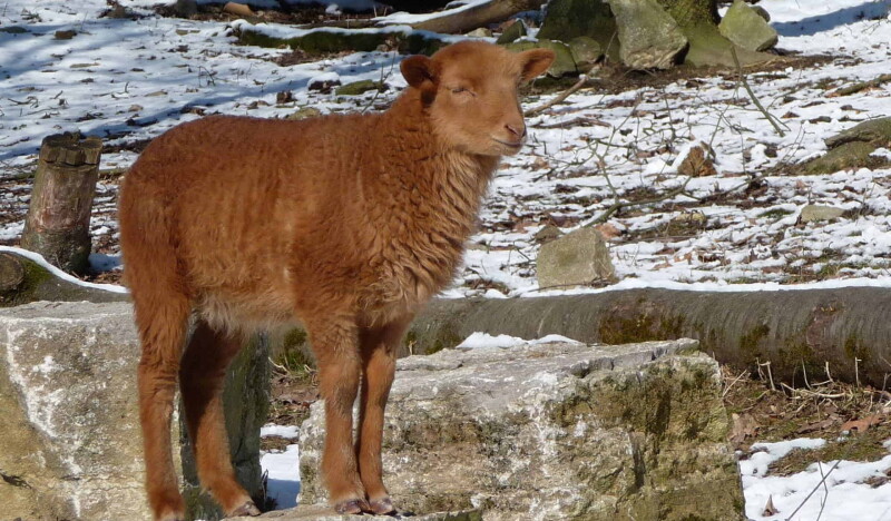 Zoo and garden Fasanerie