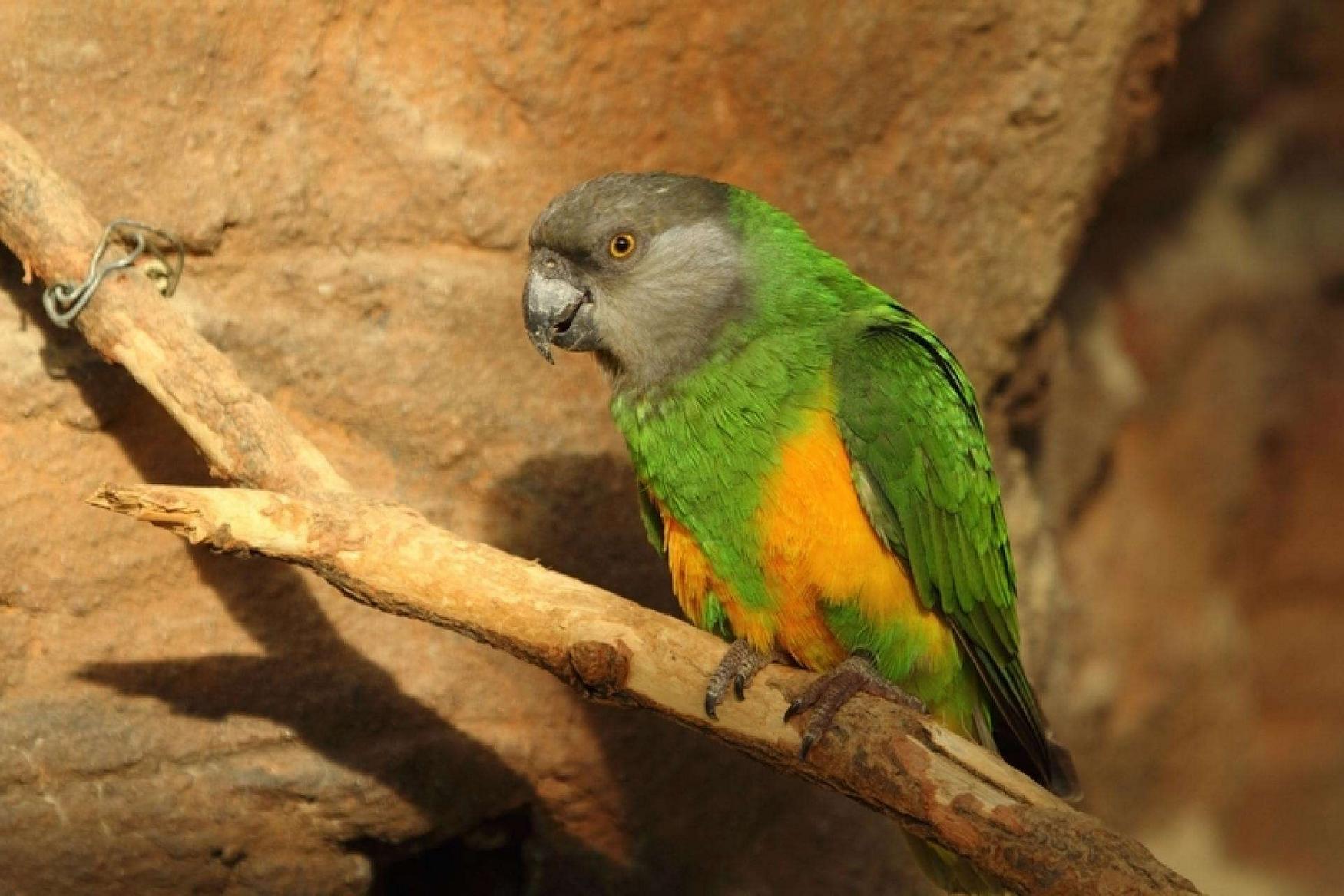 Zoo Hluboka фото 1