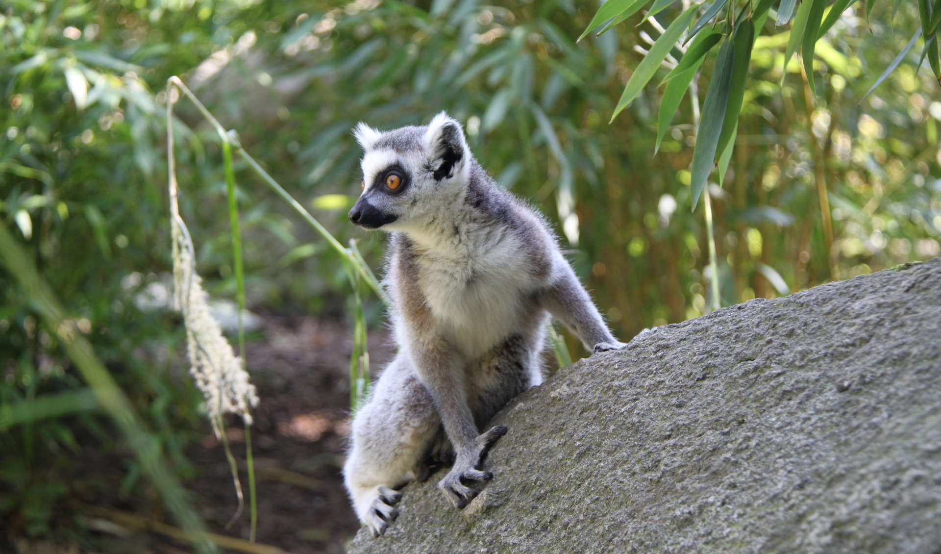 Zoo Linz