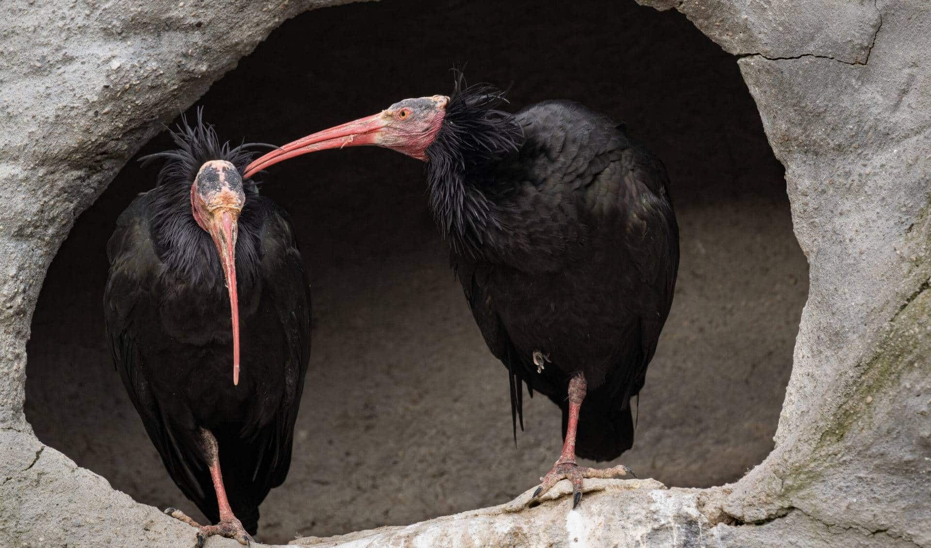 Zoo Schmiding