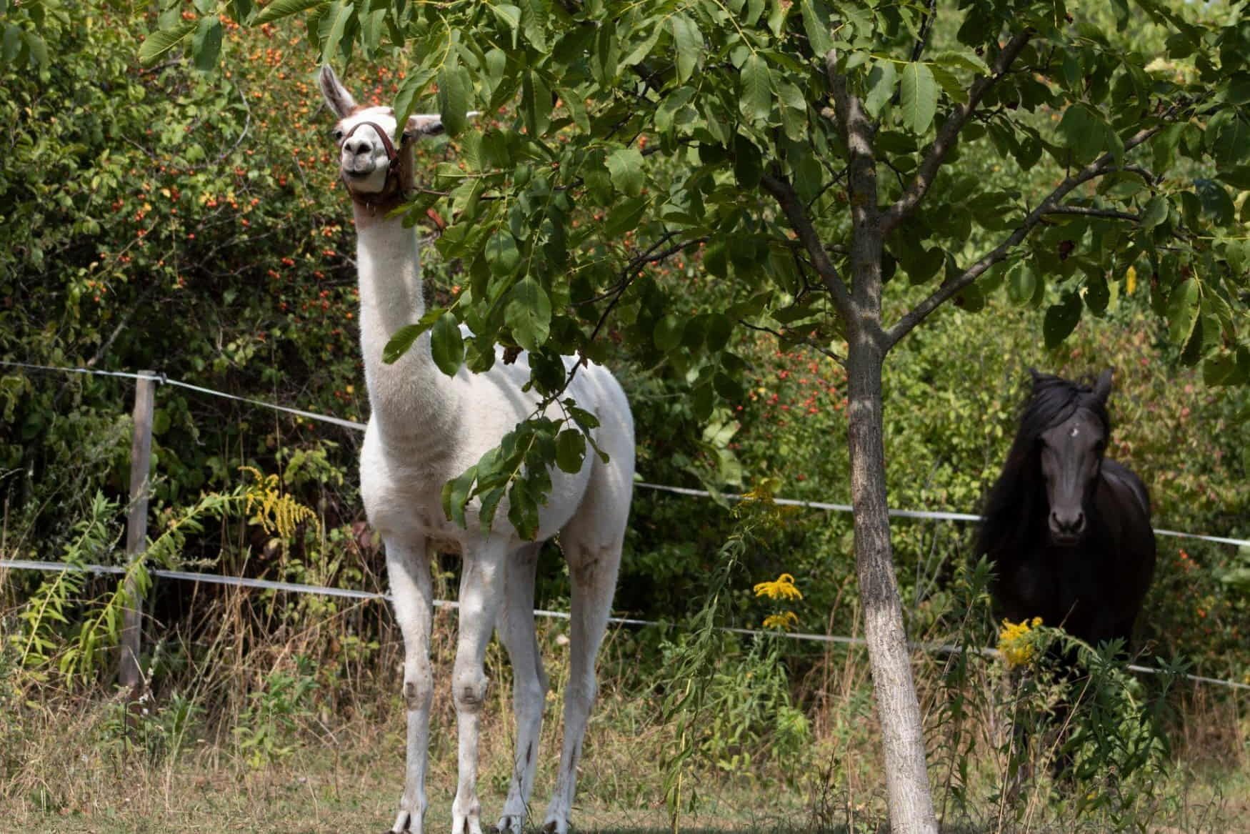 Zookoutek u Novacku photo 1