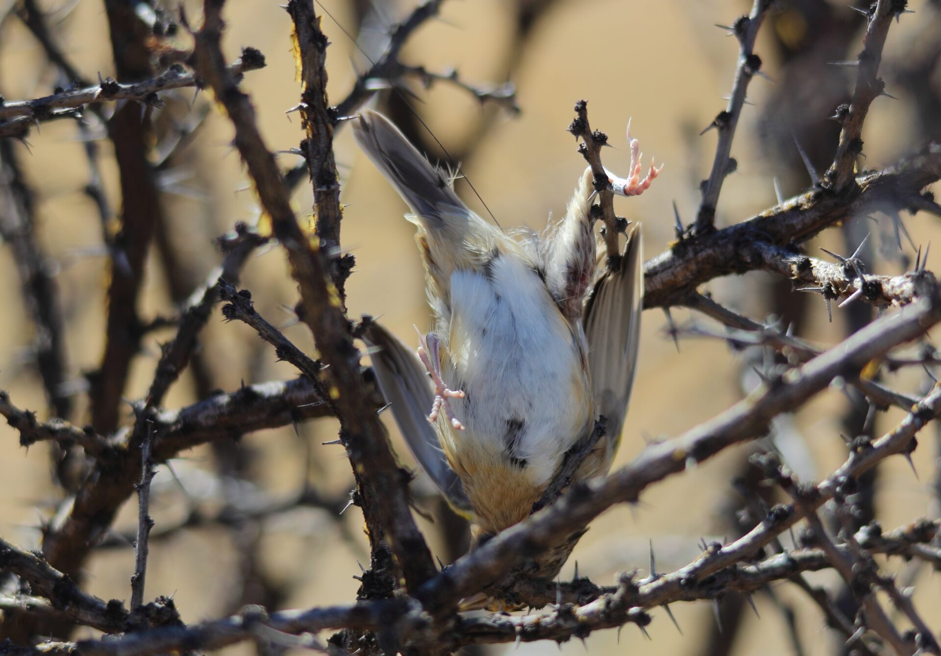 Bird Conservancy Of The Rockies photo 1