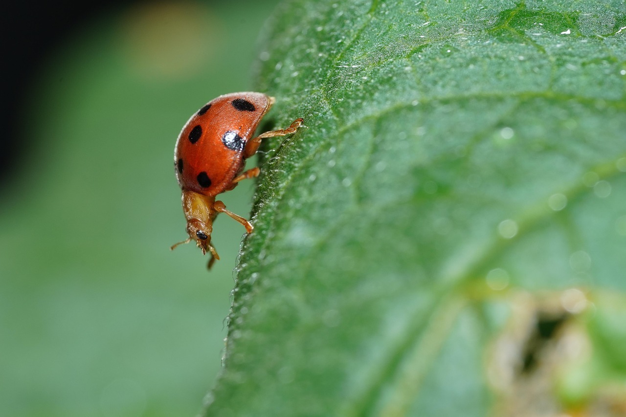 Bug Camp