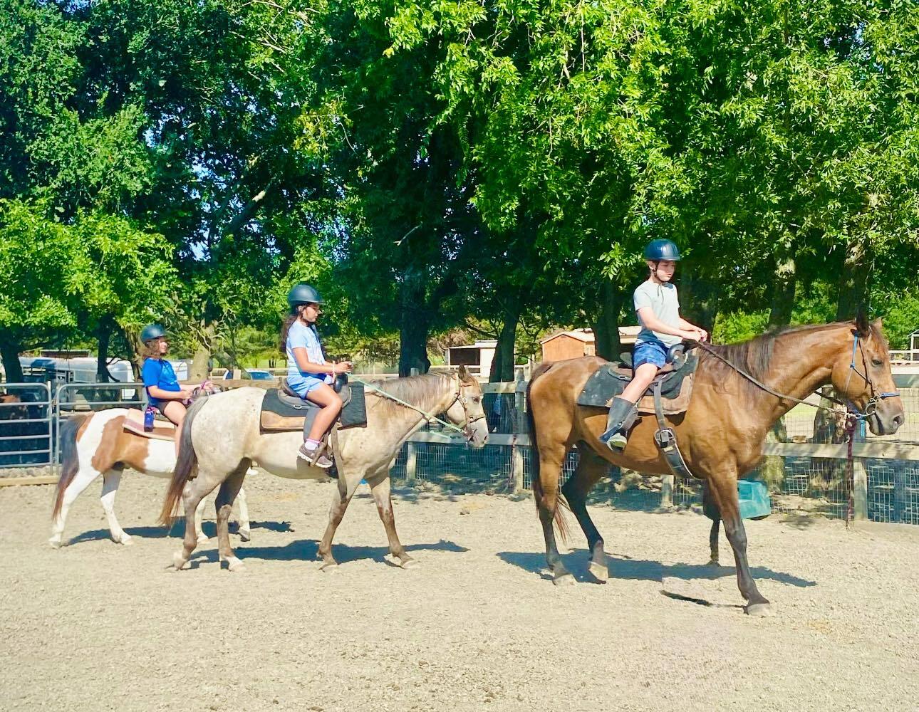 Cathy's Critter Camp