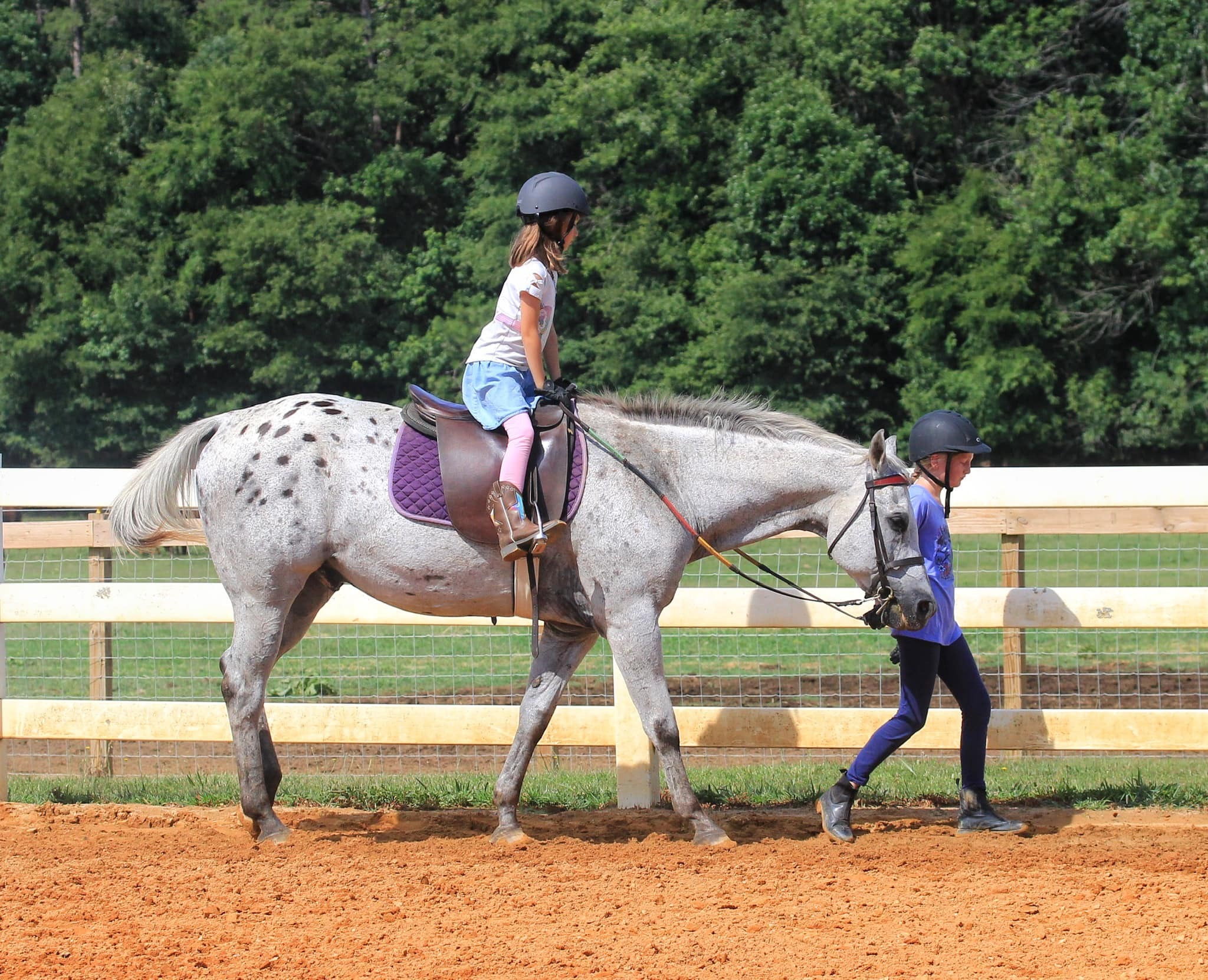 Chestnut Lane Riding Academy photo 1