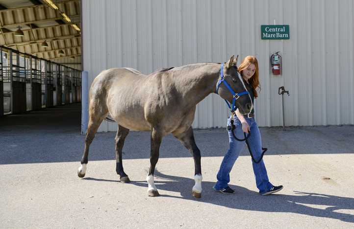 Equine Sciences Horsemanship Camp
