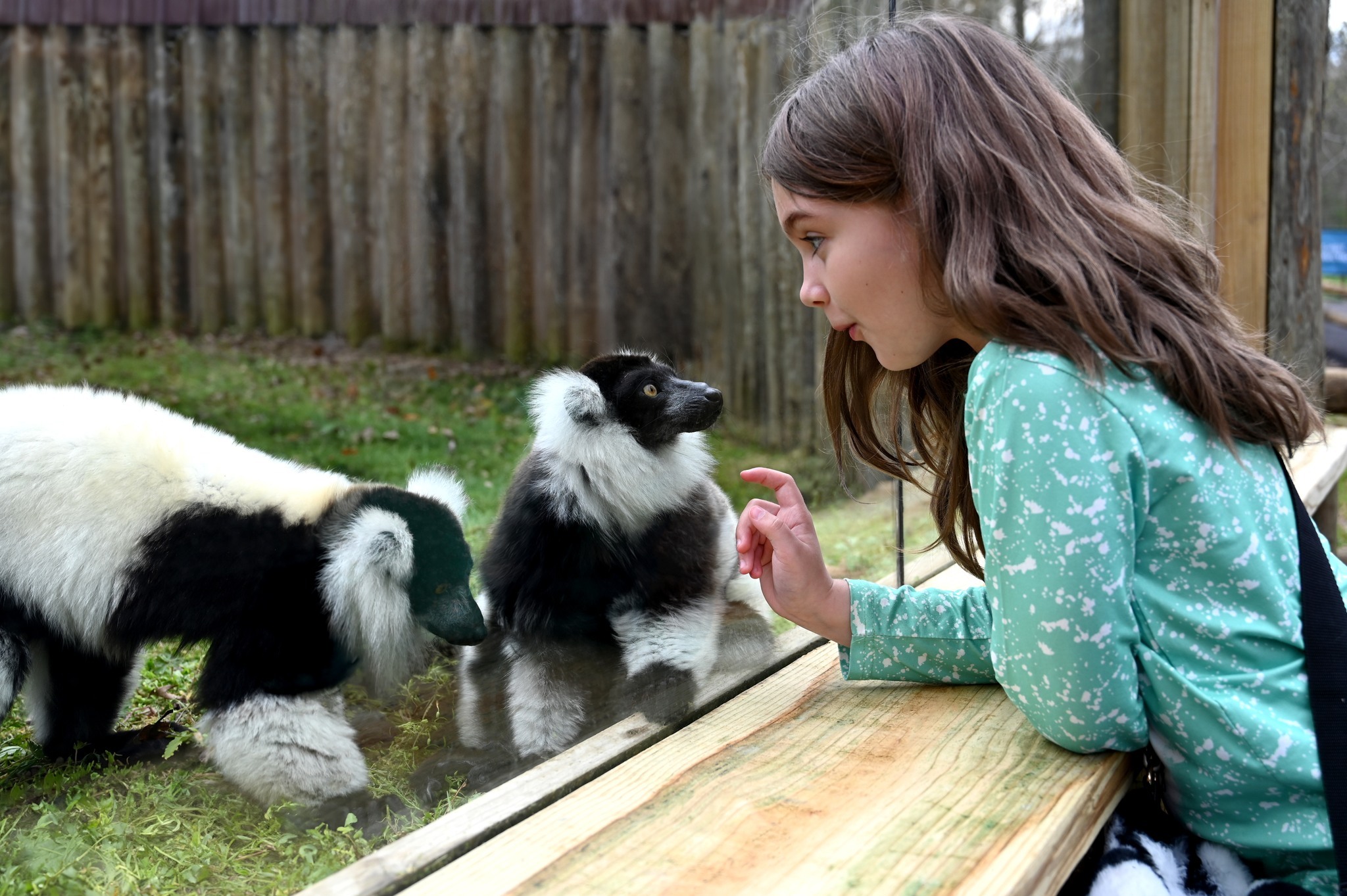 Metro Richmond Zoo Summer Safari фото 1