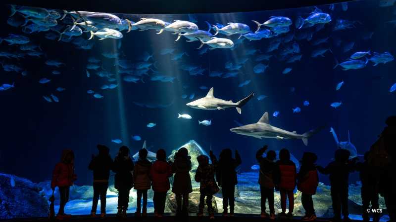 New York Aquarium Camp
