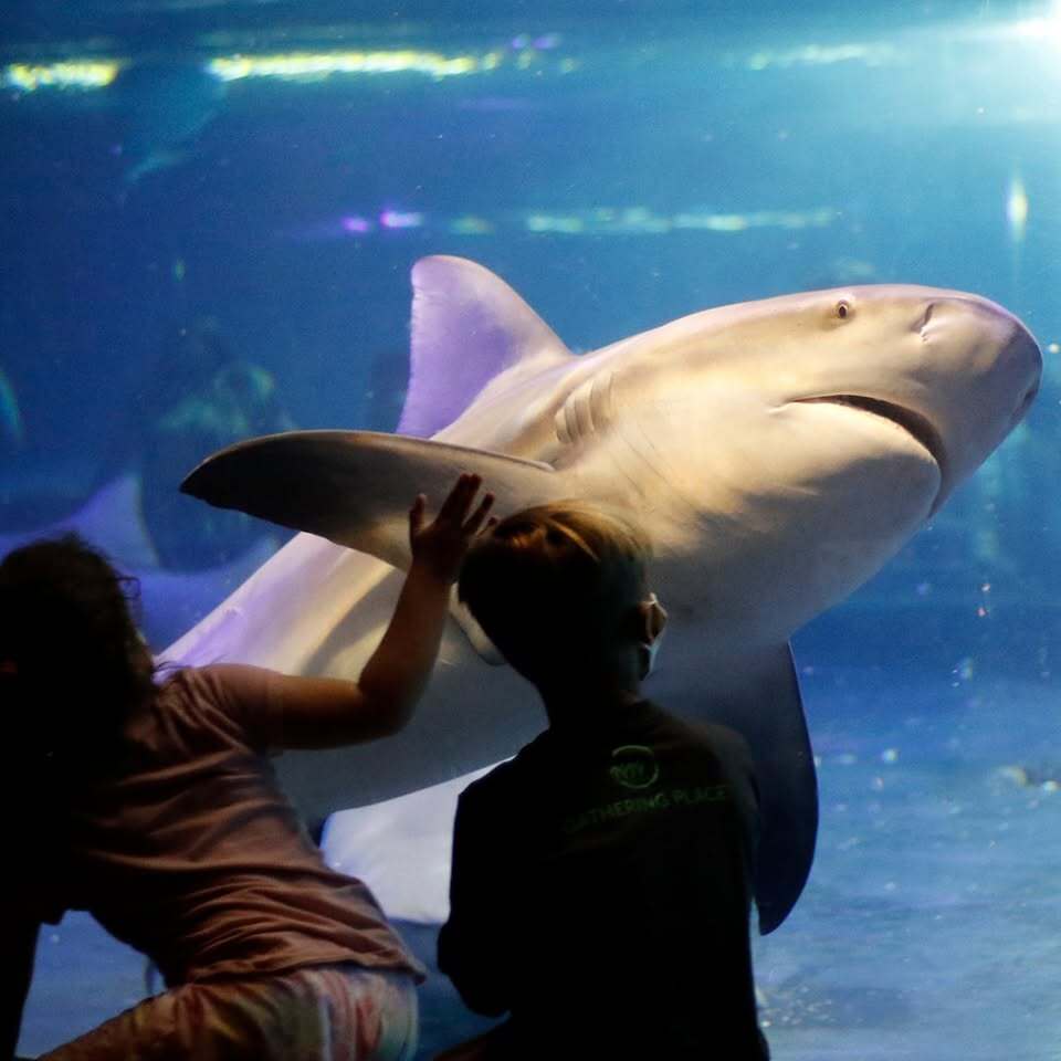 Oklahoma Aquarium Summer Camp фото 1