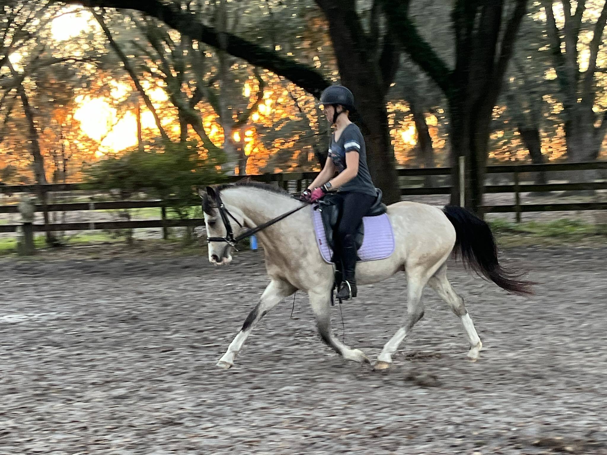 Pony Paddock Camp