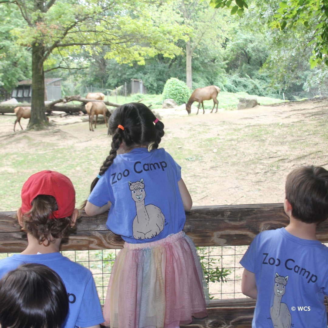 Queens Zoo Summer Camps photo 1