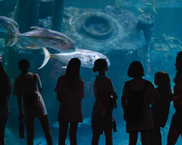 Sea Turtle Camp - Topsail Island, NC