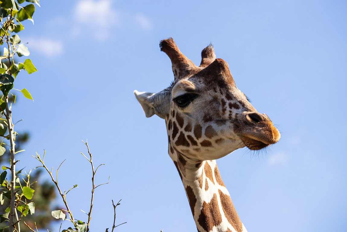 top animals to see at schönbrunn zoo photo 6