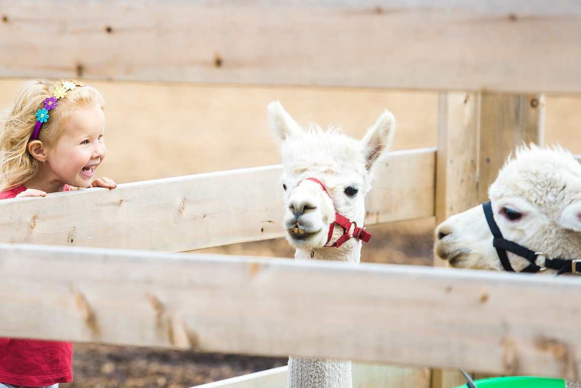 educational programs for children in austrian zoos photo 1