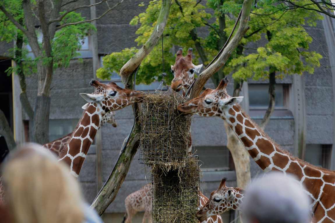 10 best zoos to visit with your kids in europe photo 8