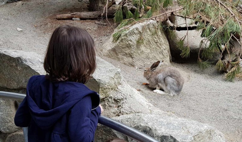 Educational Programs for Children in Austrian Zoos