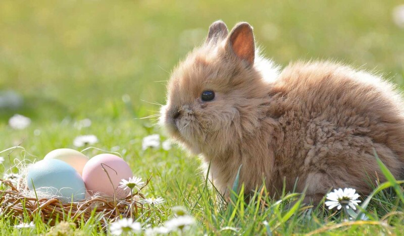 Seasonal Events and Festivals in Austrian Zoos