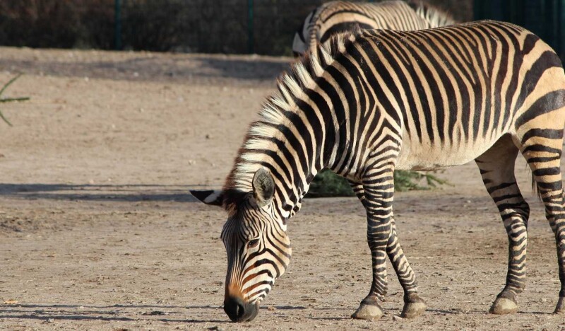 Kid-Friendly Zoos in Austria