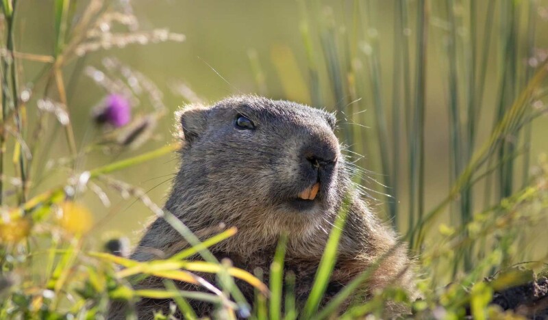 The Best Zoos in Austria for Photography