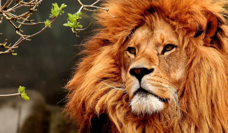 Unique Animal Exhibits in Austrian Zoos